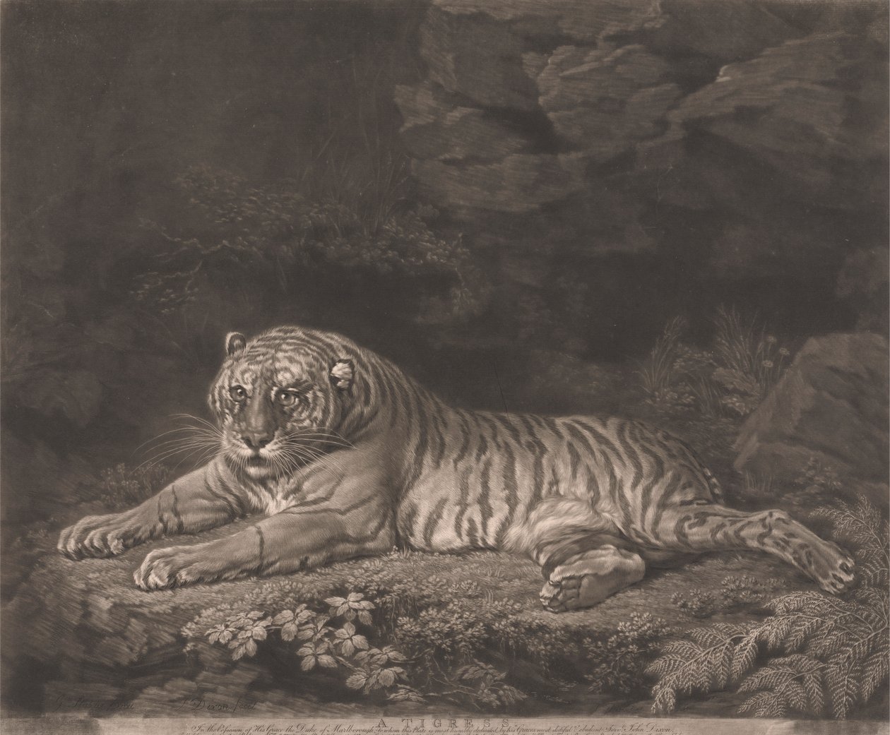 En Tigress af John Dixon