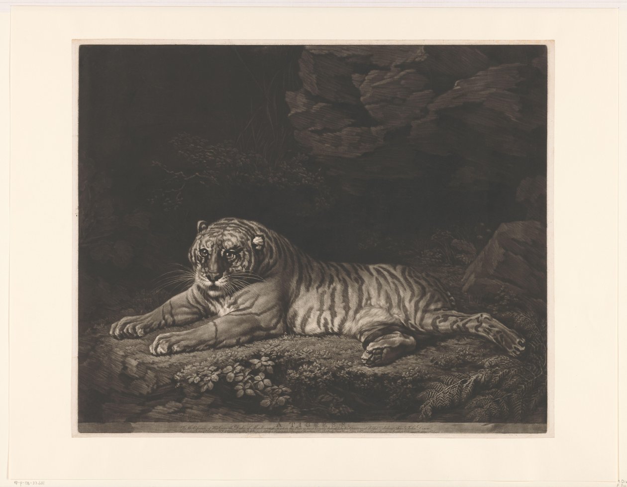 Tijgerin En Tigress (titel på objekt) af John Dixon