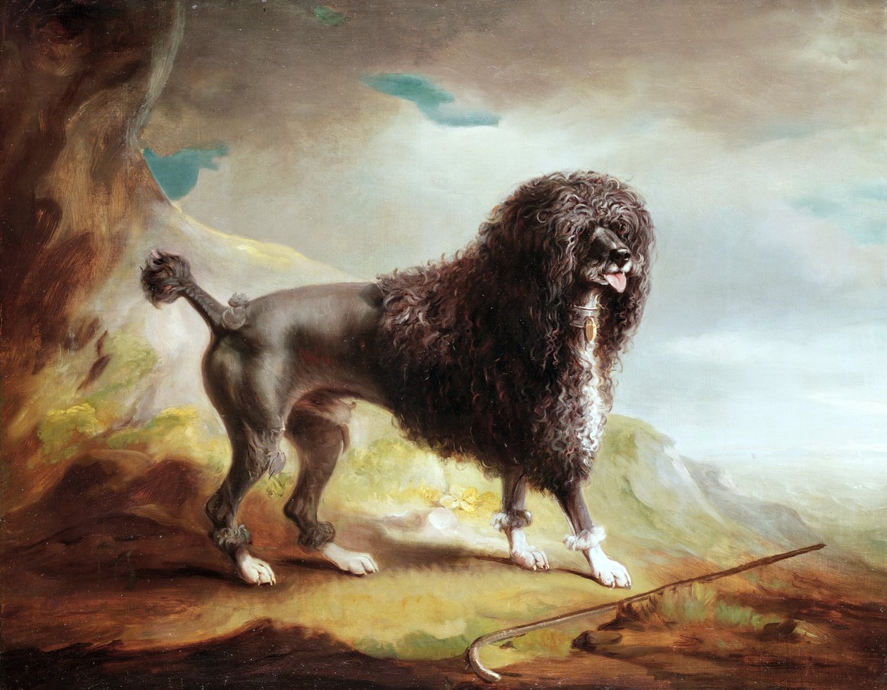 A Clipped Water Spaniel (olie på lærred) af John E. Ferneley