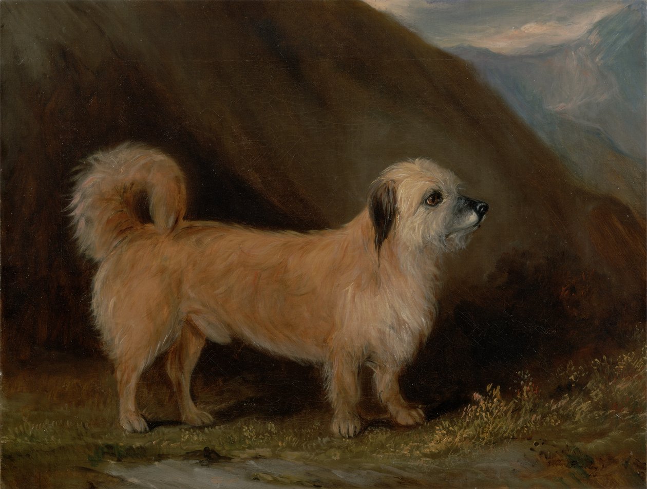 En Dandie Dinmont Terrier af John E. Ferneley
