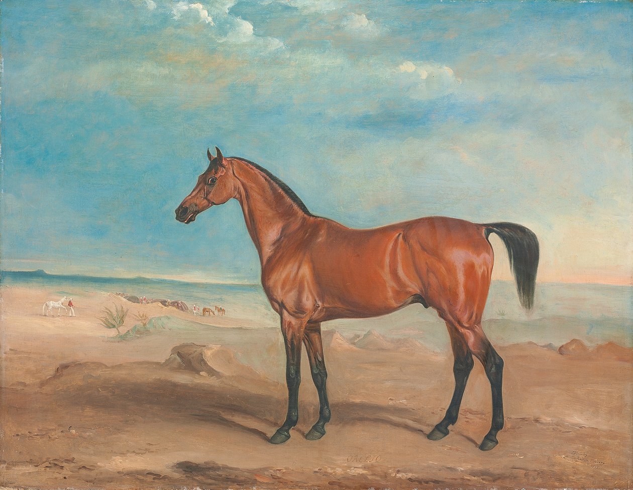 Den arabiske hingst 