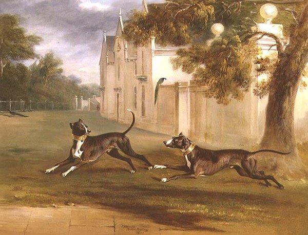 Jarlen af Brownlows to Bull Terriers, 