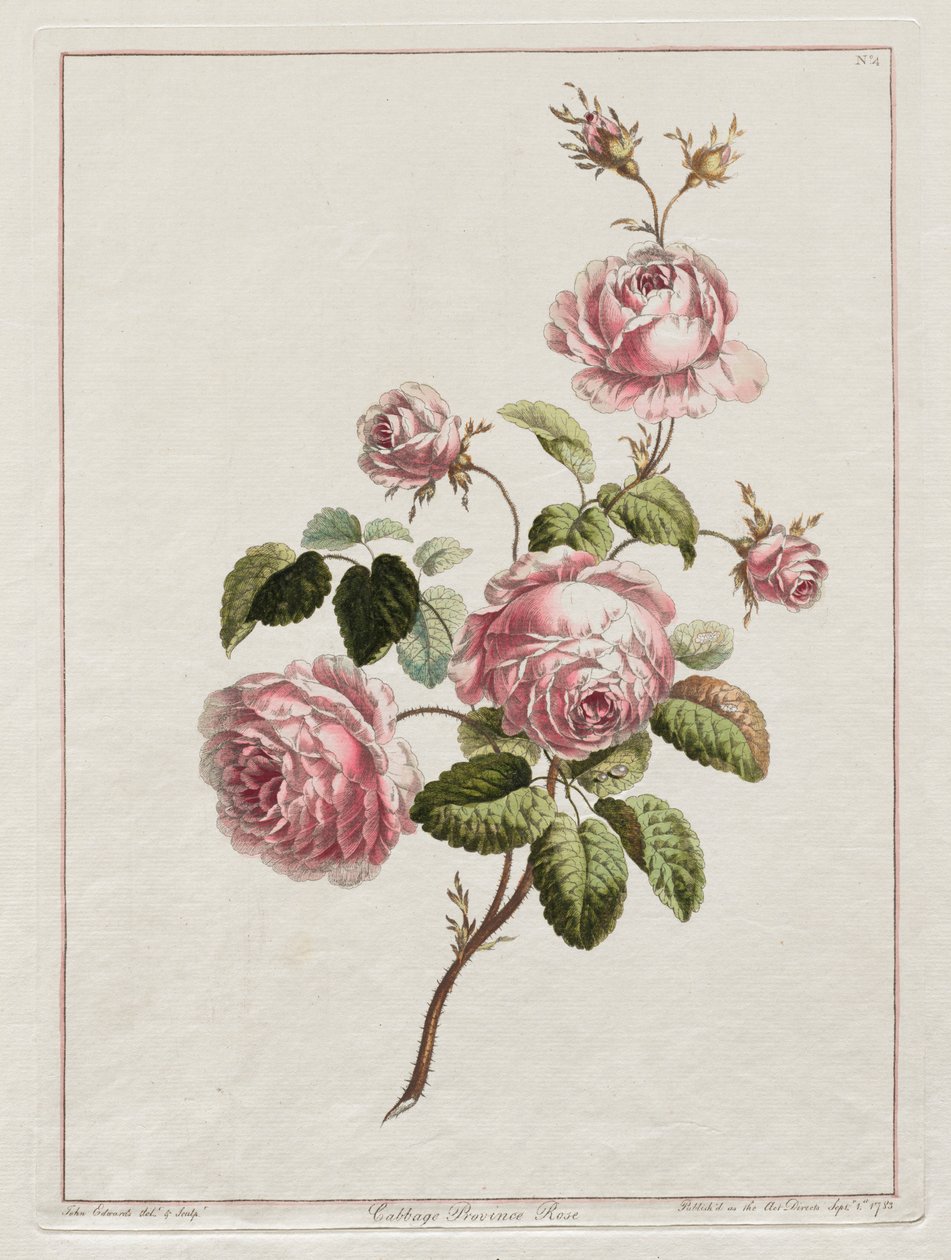 En samling af blomster tegnet efter naturen - Cabbage Province Rose, 1801. af John Edwards