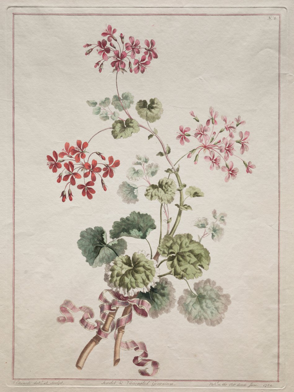 En samling af blomster tegnet fra naturen: nr. 6 - Scarlet and Variegated Geranium, 1801. af John Edwards