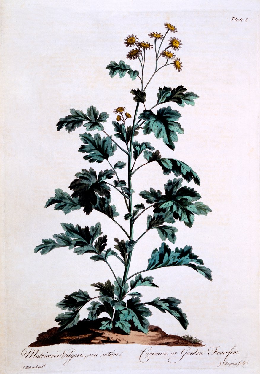 Almindelig eller havefeber, illustration fra 
