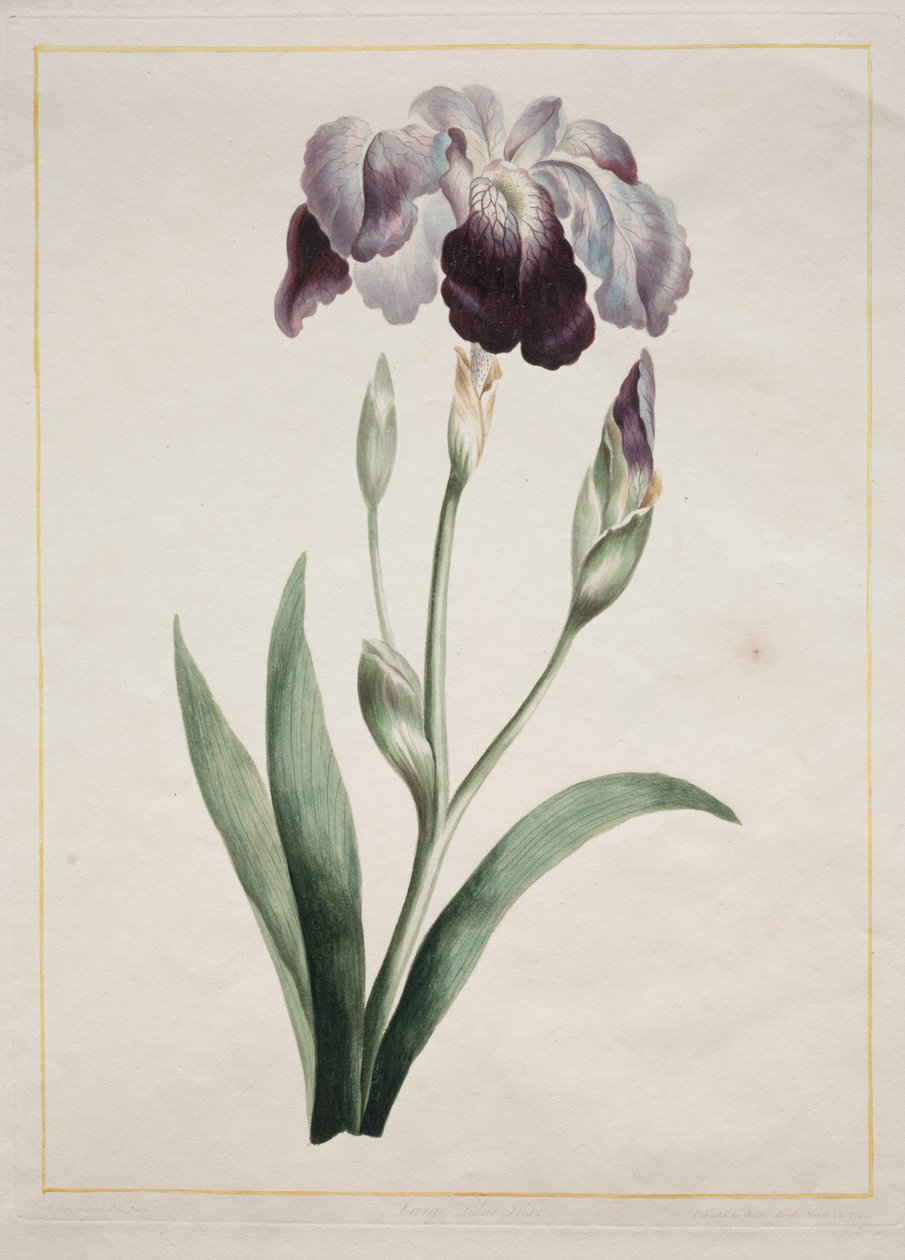 Japansk iris (stor blå iris) af John Edwards