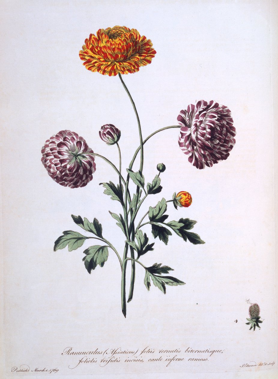 Ranunkel, illustration fra "The British Herbalist", 1769 af John Edwards