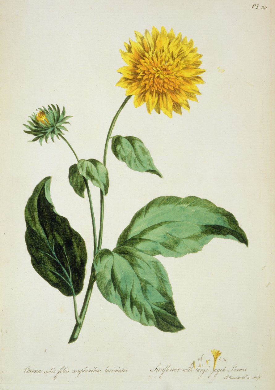 Solsikke: med store takkede blade (Corona) fra `The British Herbal...
