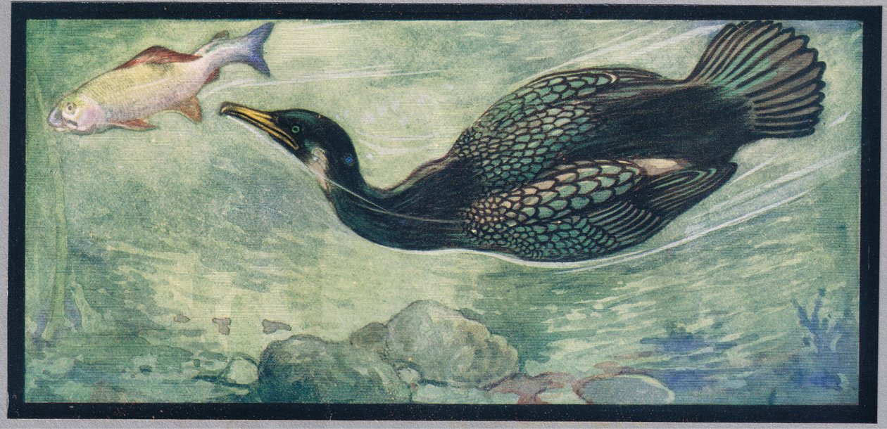 En fugl, der jager en fisk, illustration fra 