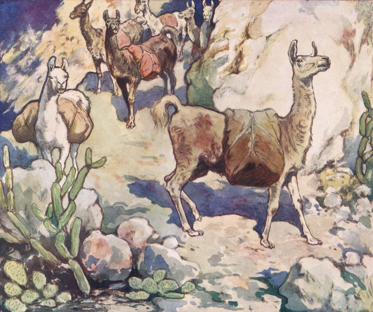 Alpakkaer på en bjergsti, illustration fra 