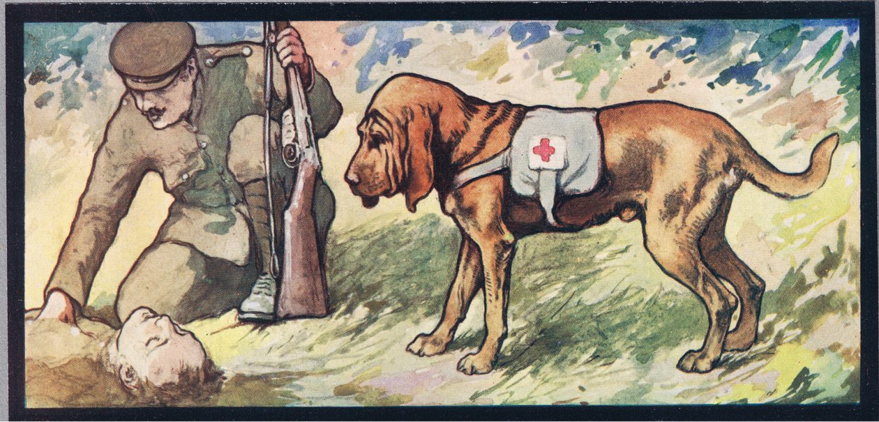 Ambuland bloodhound, illustration fra 