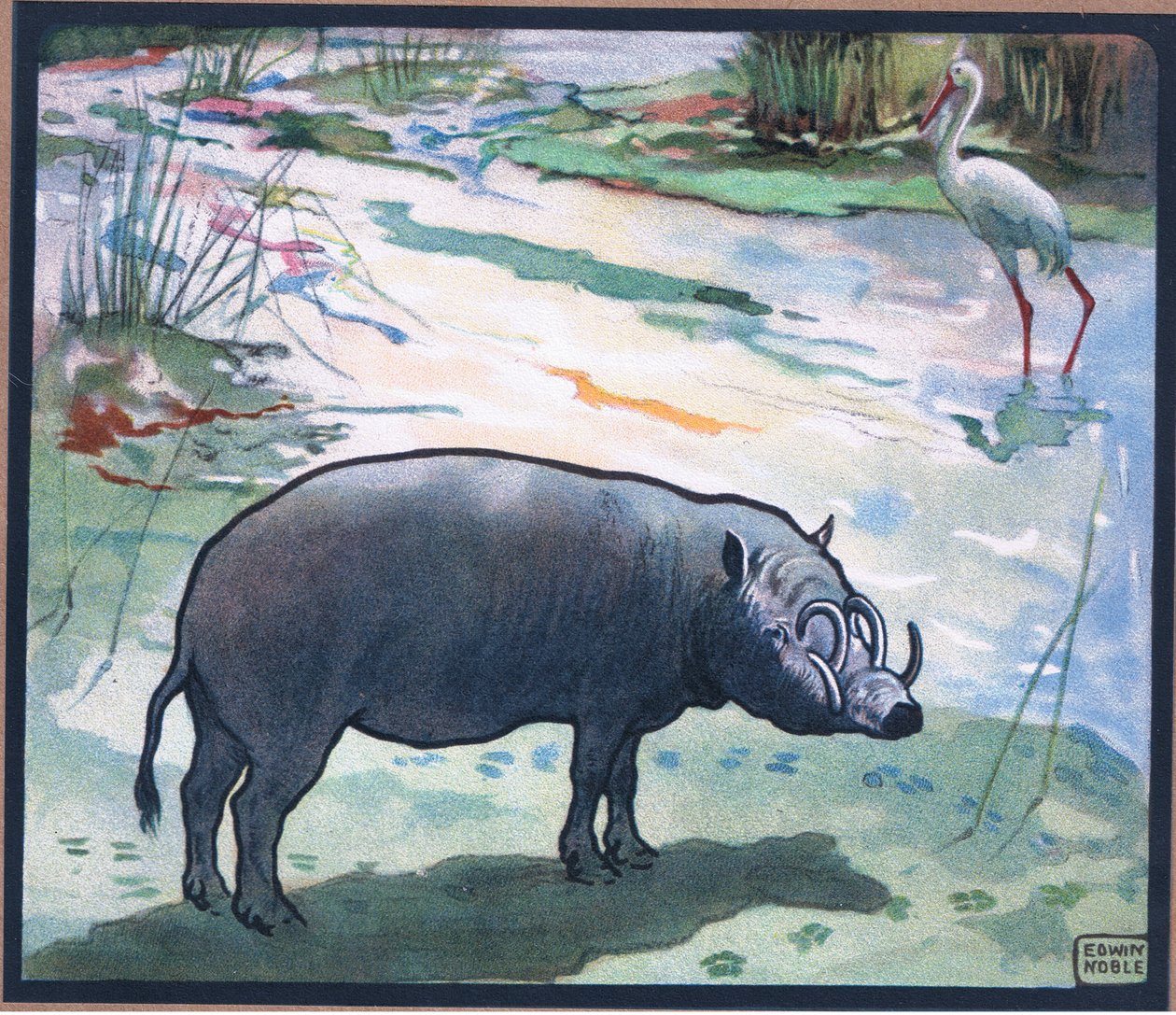 Bush Pig (Red River Hog) af John Edwin Noble