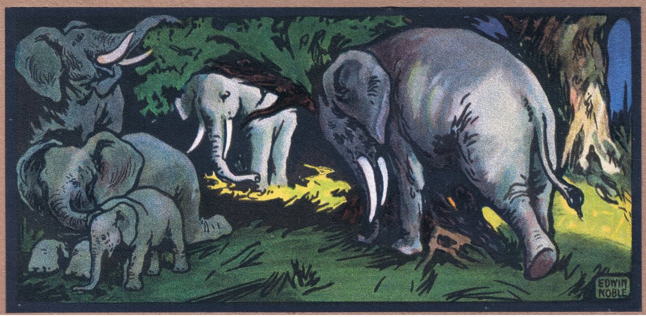 Elefant i naturen af John Edwin Noble