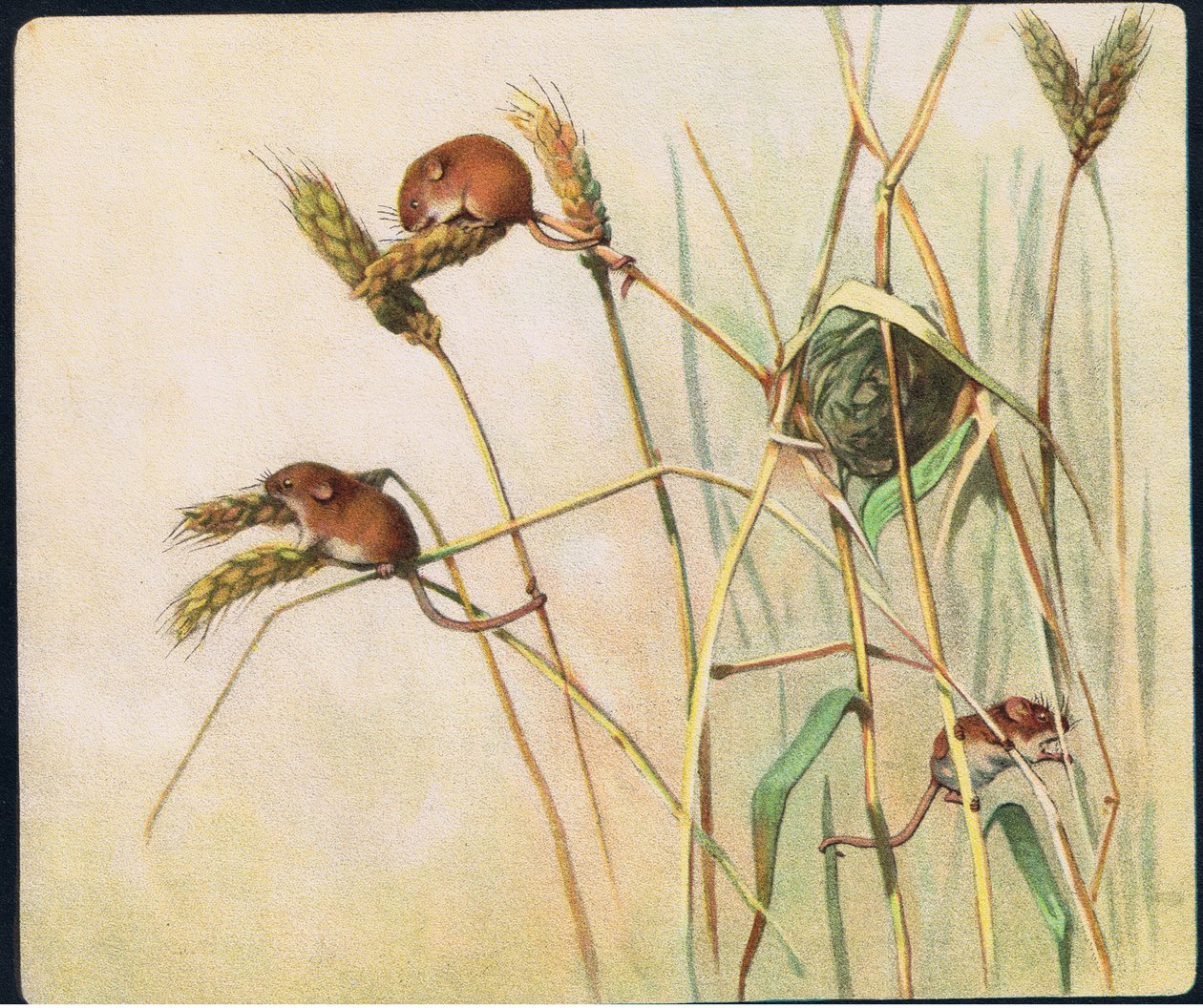 Harvest Mus, illustration fra 