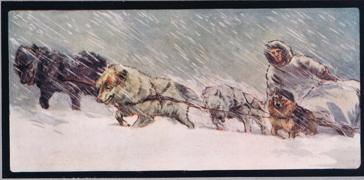 Huskies trækker en slæde, illustration fra 