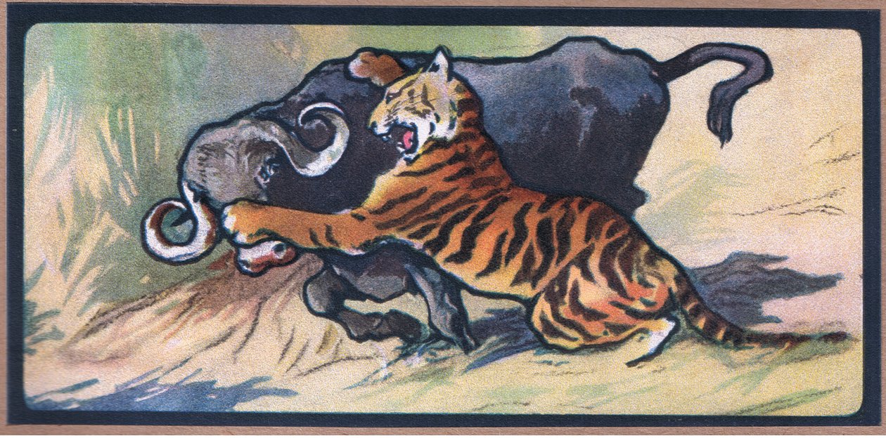 Tiger og Buffalo af John Edwin Noble