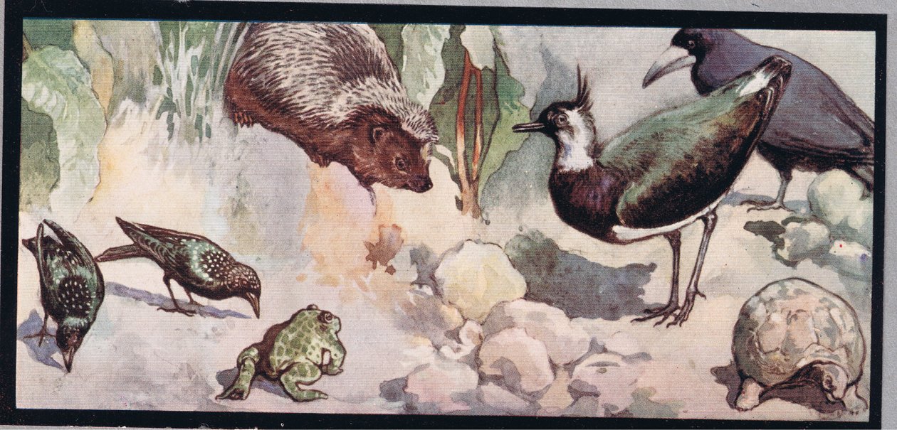 Wildlife, illustration fra 