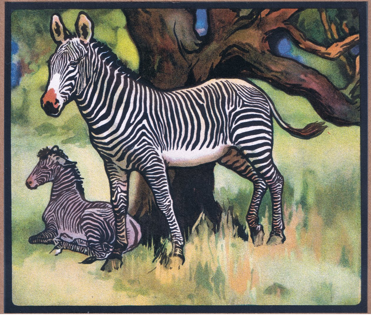 Zebraer af John Edwin Noble
