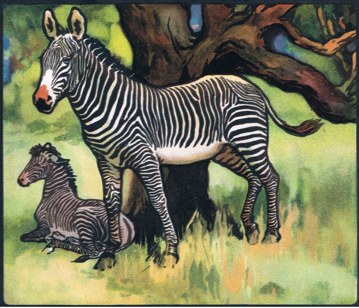 Zebraer, illustration fra 