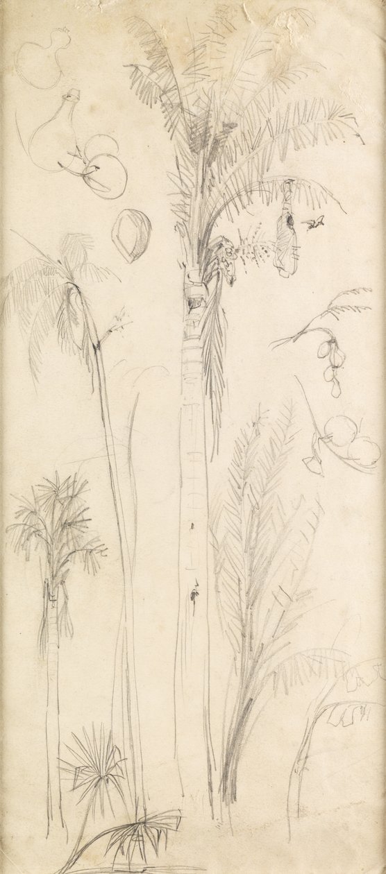 Palmetræer (blyant på papir) af John Everett Millais