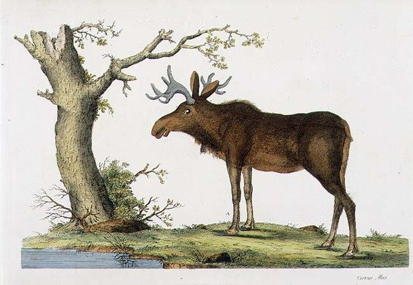 Cervus Alces (Elg) (litho) af John Frederick (after) Miller