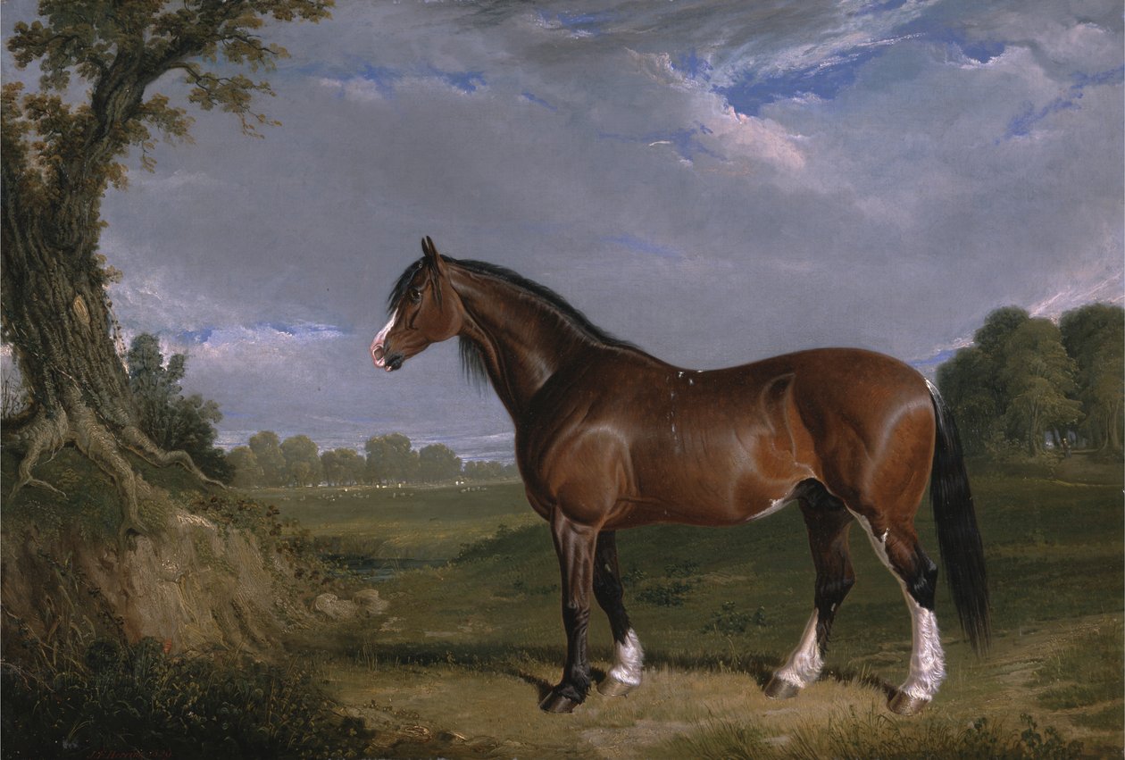 En Clydesdale-hingst af John Frederick Herring