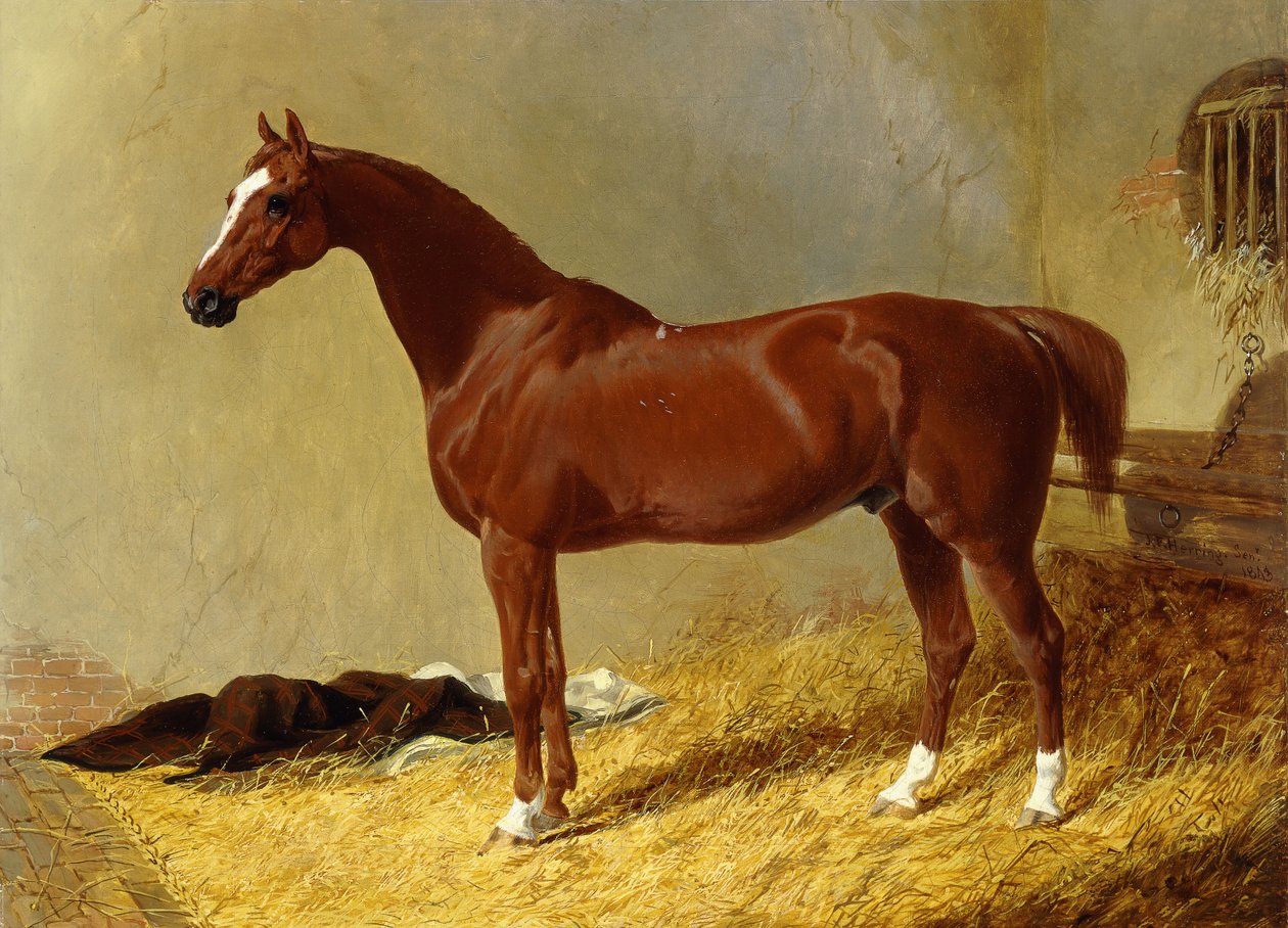 A Bay Racehorse in a Stall, 1843 af John Frederick Herring Senior