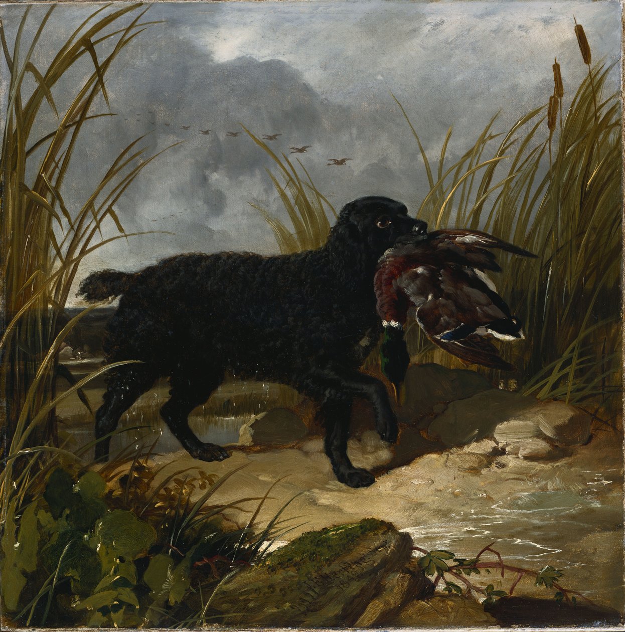 En irsk vandspaniel henter en gråænddrake, 1849 af John Frederick Herring Senior