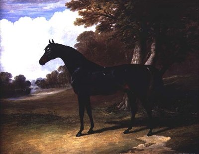 Gaucus, en mørk bay hest i et skovklædt landskab (olie på lærred) af John Frederick Herring Senior