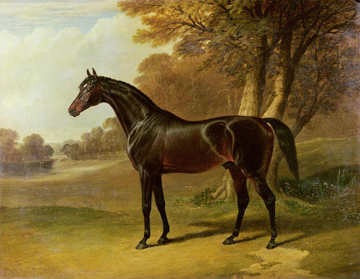 "Glaucus" af John Frederick Herring Senior