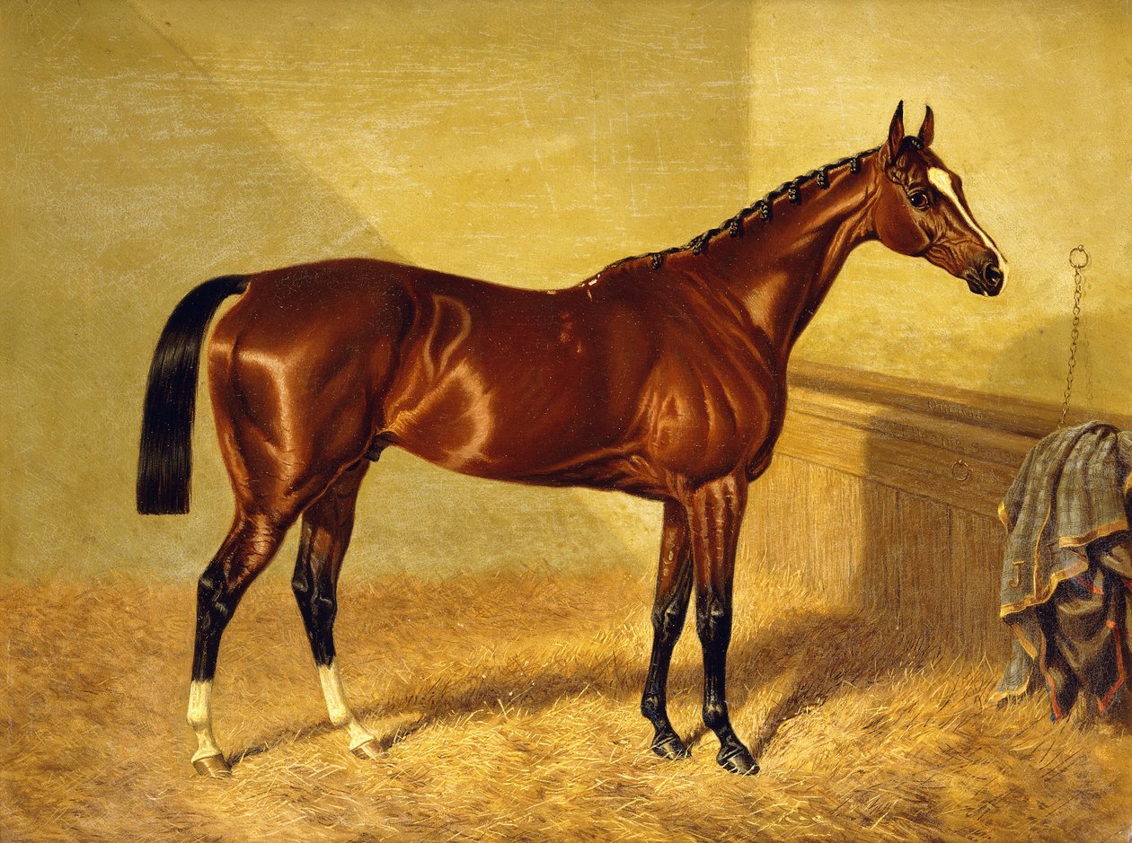 Orlando, en Bay Racehorse in a Loosebox, 1845 af John Frederick Herring Senior