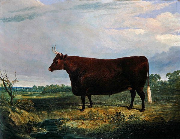 Portræt af en brun tyr af John Frederick Herring Senior