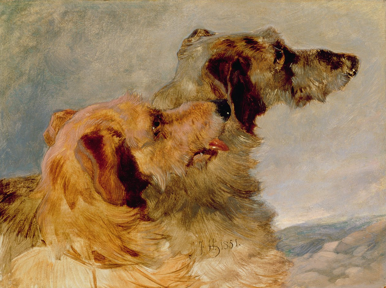Two Deerhounds, 1851 (olie på papir) af John Frederick Herring Senior