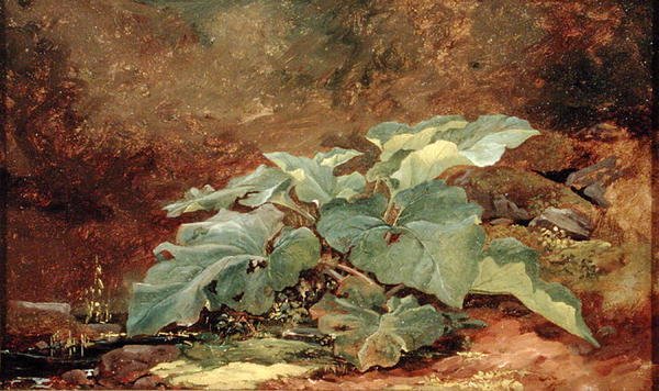 Studie af en burreplante (olie på papir monteret på lærred) af John Frederick Kensett