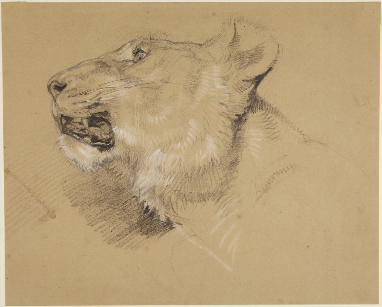 Hoved af en løvinde af John Frederick Lewis