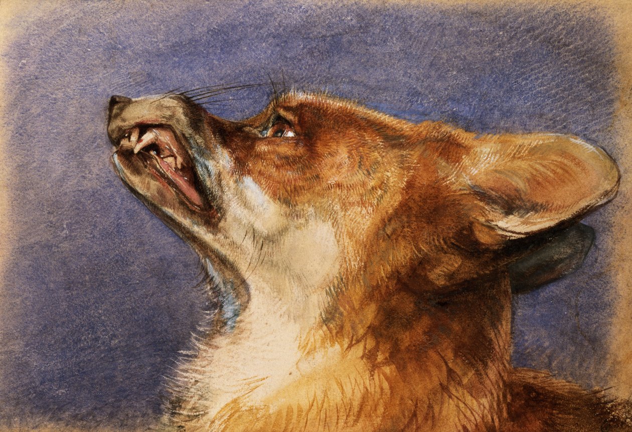 Hoved af en ræv af John Frederick Lewis