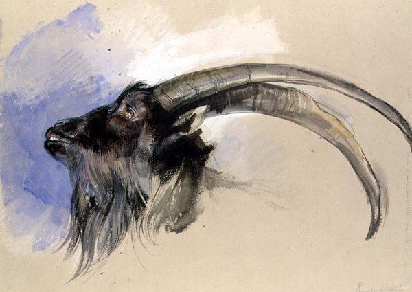 Hoved af en steinbock af John Frederick Lewis