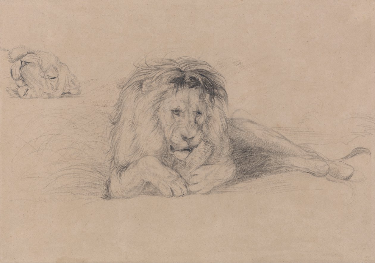Studie af en løve og undersøgelse af en løvindes hoved af John Frederick Lewis