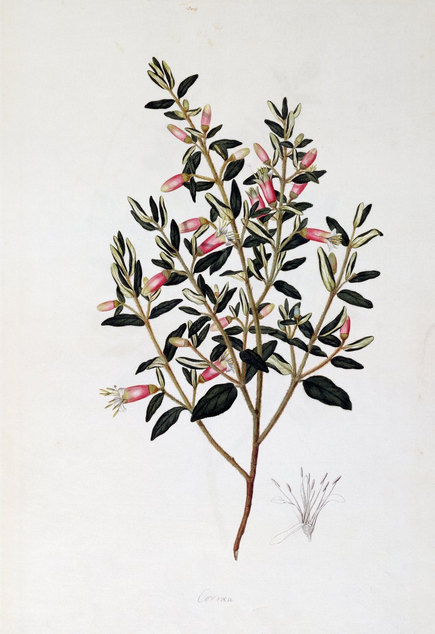 Correa Reflexa, tegning af John Frederick Miller (1759-1796) af John Frederick Miller