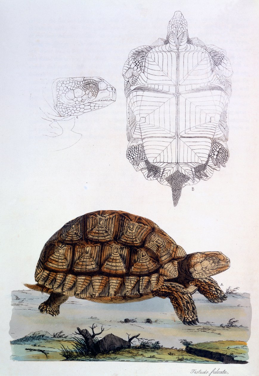 Testudo Sulcata, 1796 (håndfarvet gravering) af John Frederick Miller