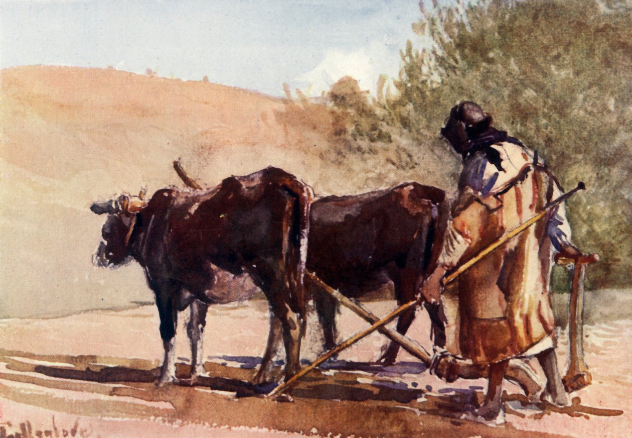 Pløjning på Oliebjerget, 1902. af John Fulleylove