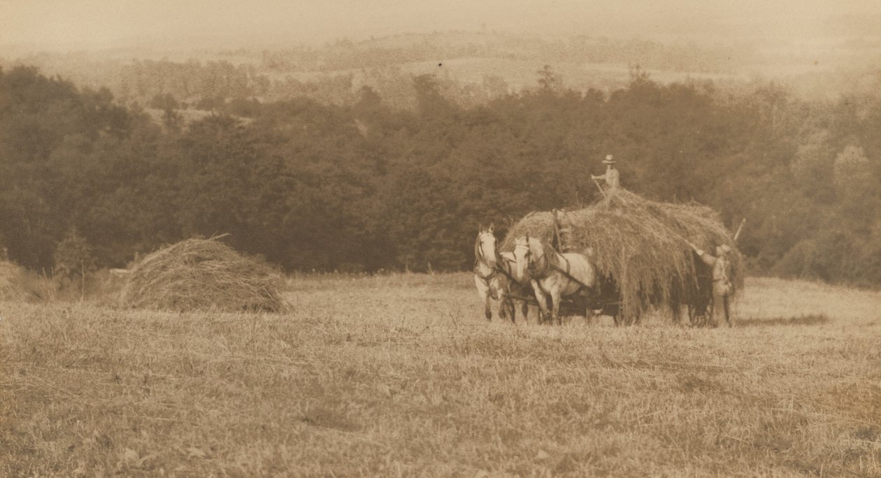 Læsning af hø, 1890-1900 (foto) af John G. Bullock