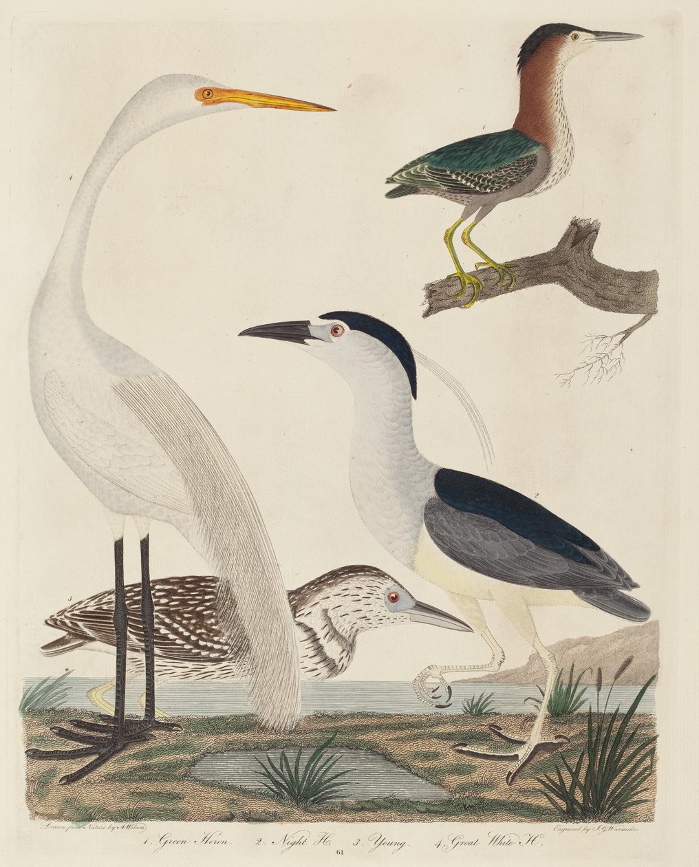 Green Heron, Night Heron, Young Heron og Great White Heron, udgivet 1808-1814. af John G. Warnicke