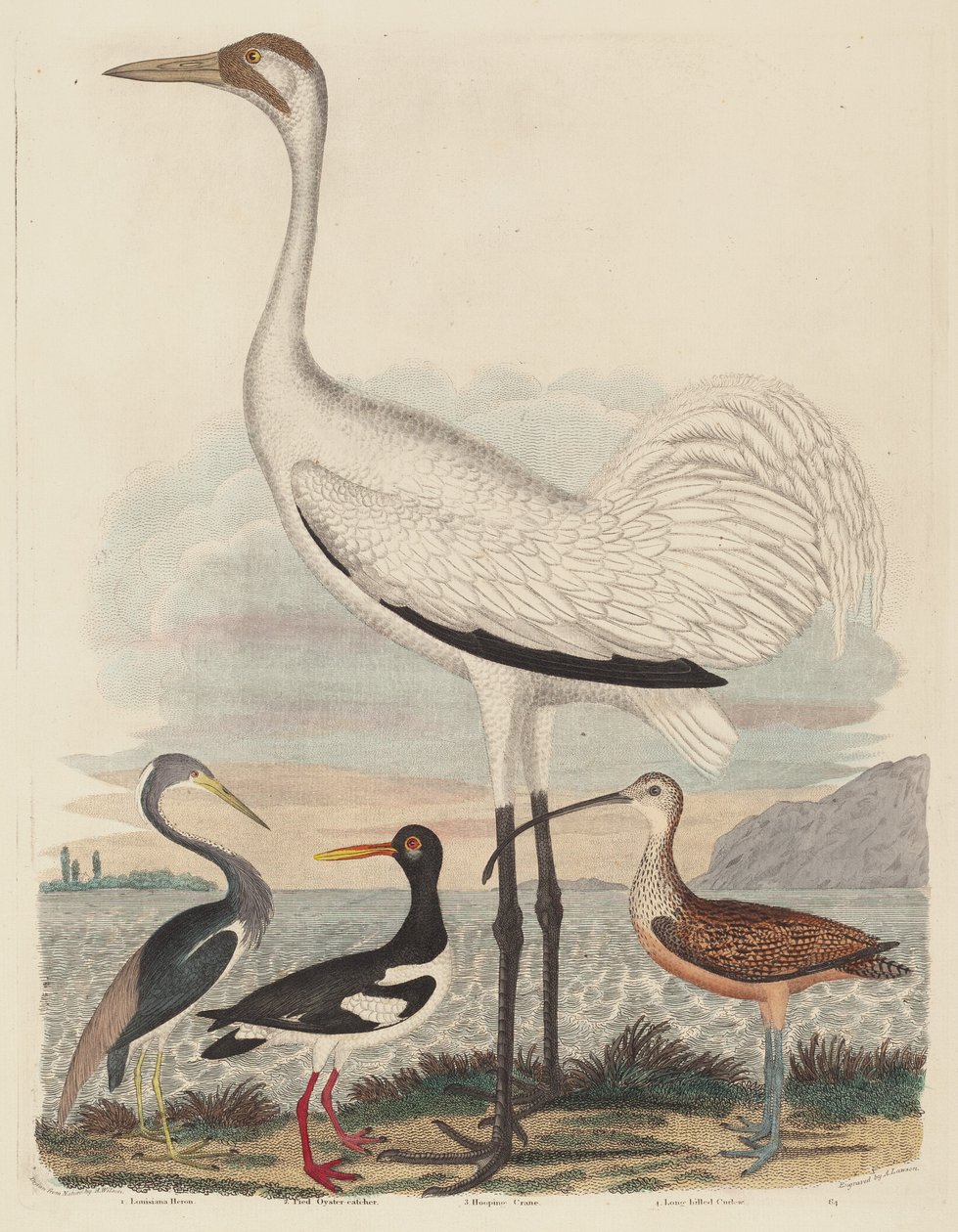 Louisiana Heron, Pied Oyster-catcher, Hooping Crane, and Long-billed Curlew, udgivet 1808-1814. af John G. Warnicke