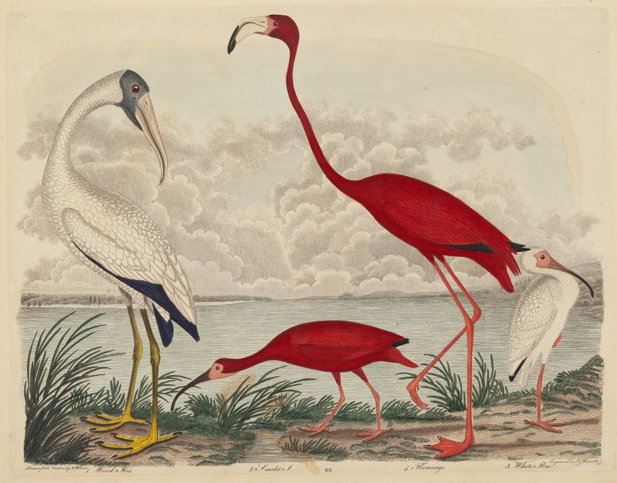 Wood Ibis, Scarlet Ibis, Flamingo og White Ibis, udgivet 1808-1814. af John G. Warnicke