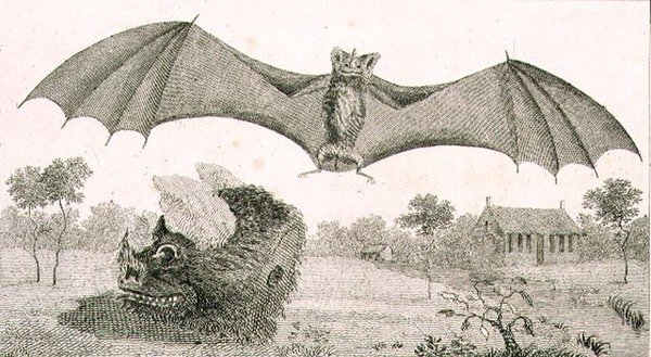 Vampyren eller spøgelset fra Guyana af John Gabriel (after) Stedman