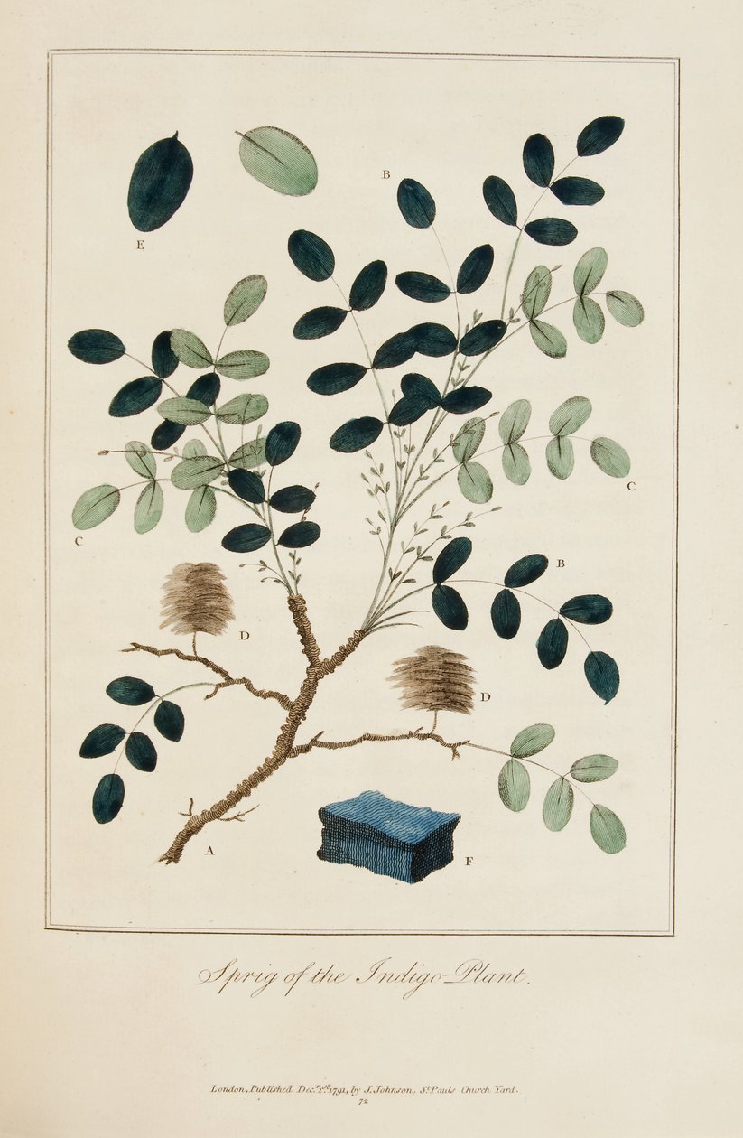 Kvist af Indigo-planten af John Gabriel Stedman