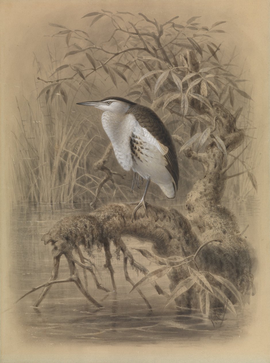 Lille rørdrum, Ixobrychus minutus af John Gerrard Keulemans