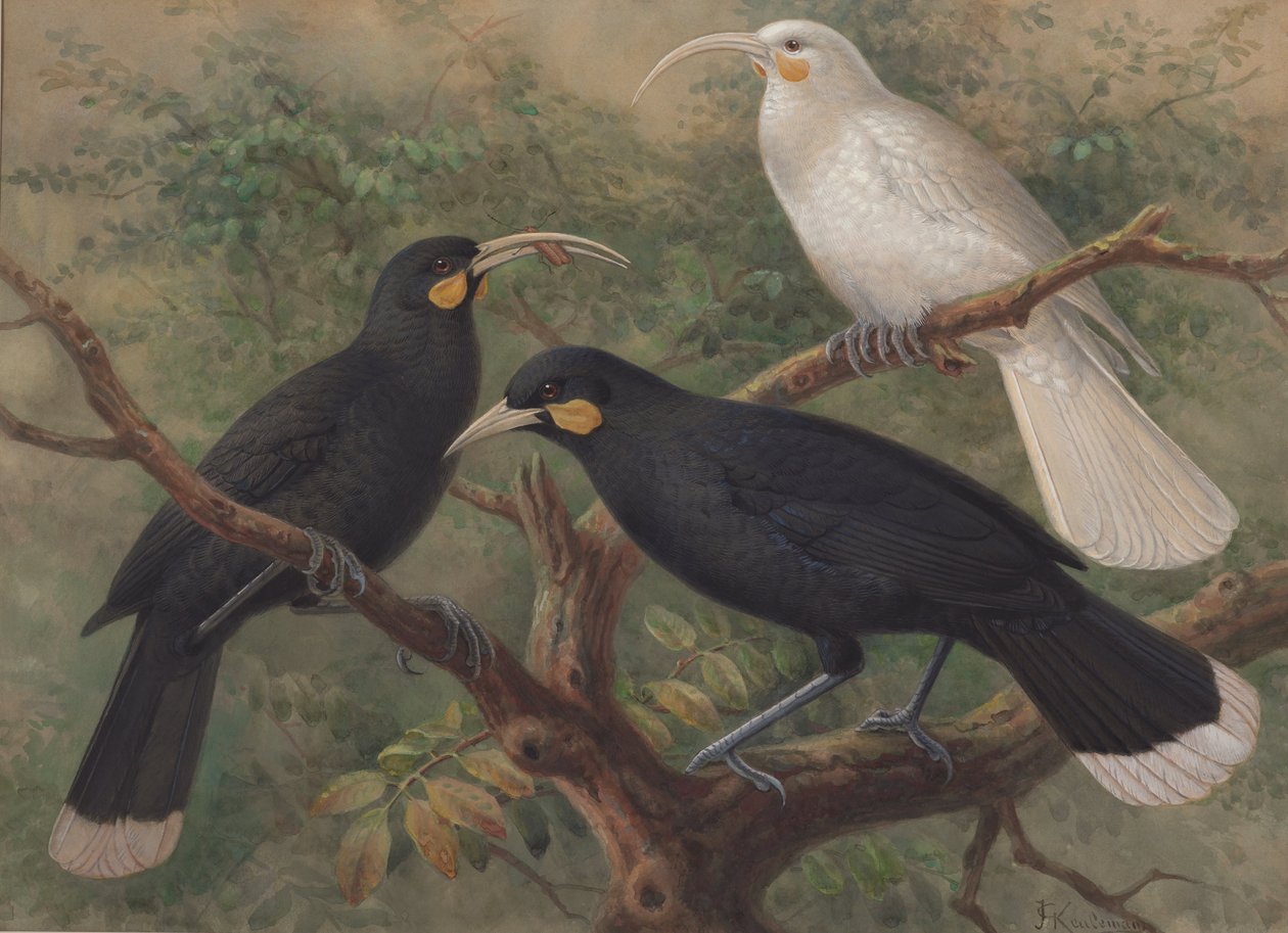 Tre huiaer (Heteralocha acutirostris) af John Gerrard Keulemans