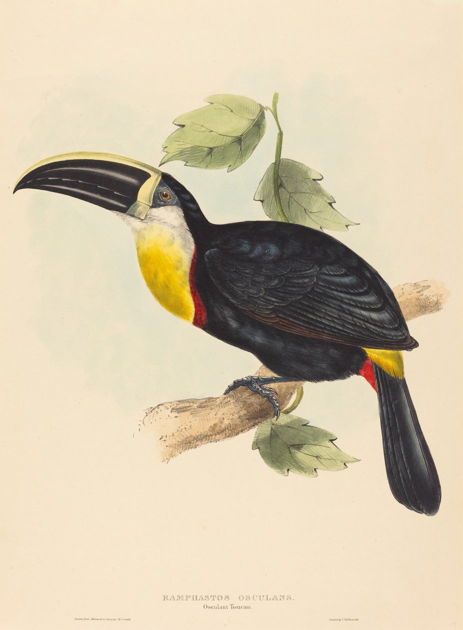 Kyssende Tukan kysser Ramphastos. Skaber: John Gould, Elizabeth Gould. af John Gould, Elizabeth Gould